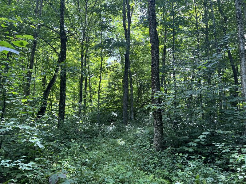 Tug Hill's Best : Lowville : Lewis County : New York