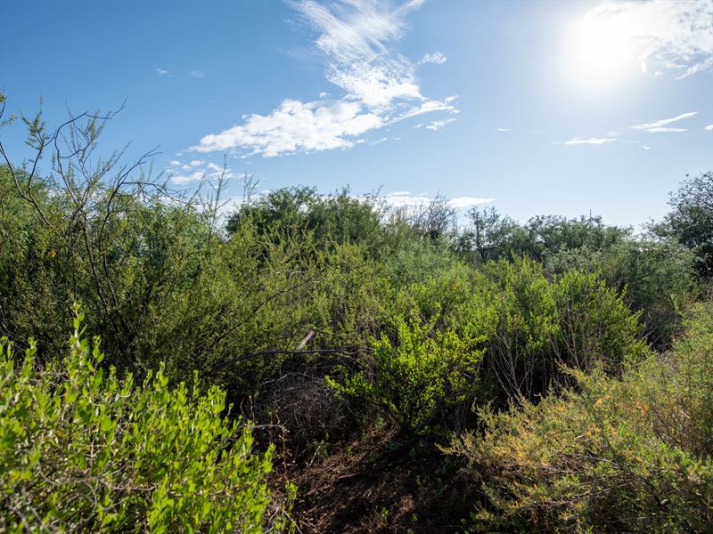 Solace in The Wonders Of Nature : Huachuca City : Cochise County : Arizona