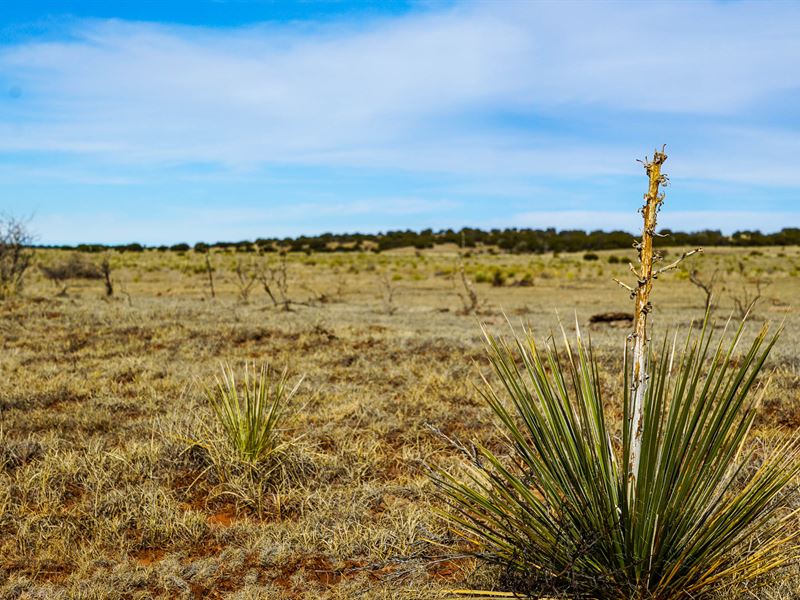 Drive Along Historic Route 66 : Moriarty : Torrance County : New Mexico