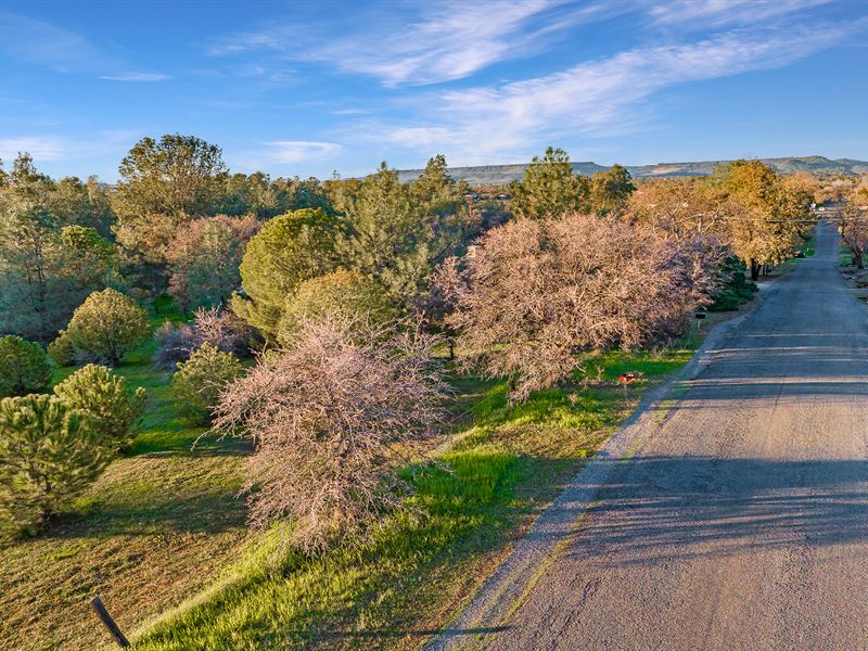 Grassy Lot, Pretty Trees : Oroville : Butte County : California