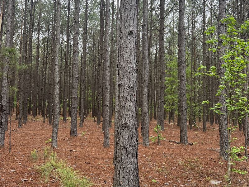 Big Sandy Tract : Toomsboro : Wilkinson County : Georgia
