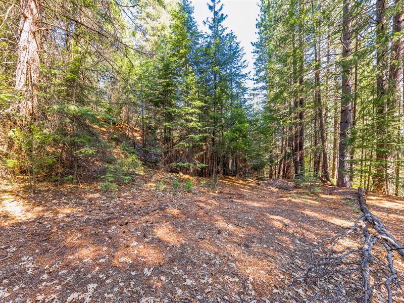 Mountain Lot, Paved Access : Quincy : Plumas County : California