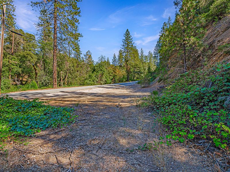 Near Fishing & Boating Shasta Lake : Lakehead : Shasta County : California