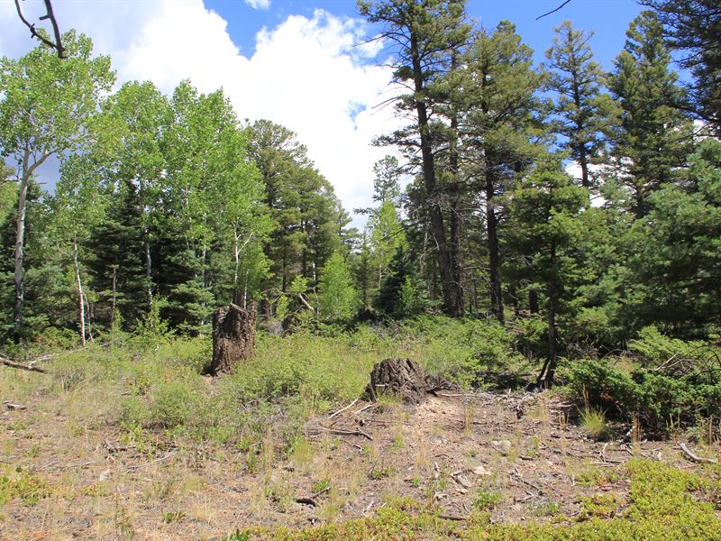Aspen and Pines Awaiting You : Fort Garland : Costilla County : Colorado
