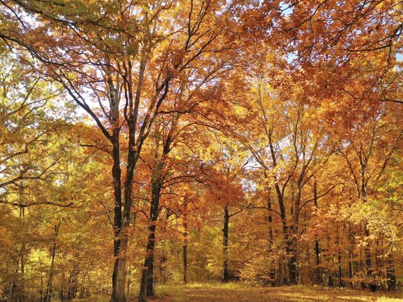 Martha's Ridge Tract 2, 100 Acres : Forrest City : Saint Francis County : Arkansas