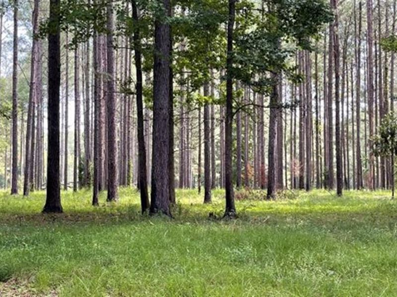 646 Acres in Newton County in Perdu : Perdue : Newton County : Mississippi