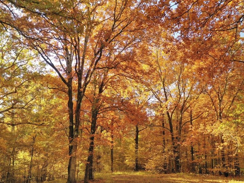 Martha's Ridge Tract 4, 100 Acres : Forrest City : Saint Francis County : Arkansas