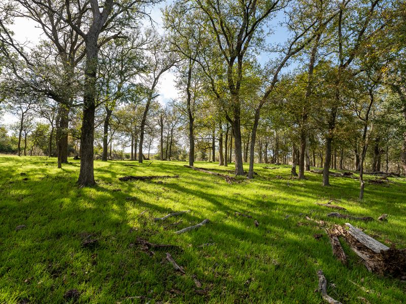 Wolf Branch Ranch : Sharp : Milam County : Texas