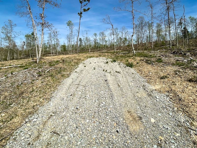 Primarily Open with Scattered Tree : Birch Tree : Oregon County : Missouri