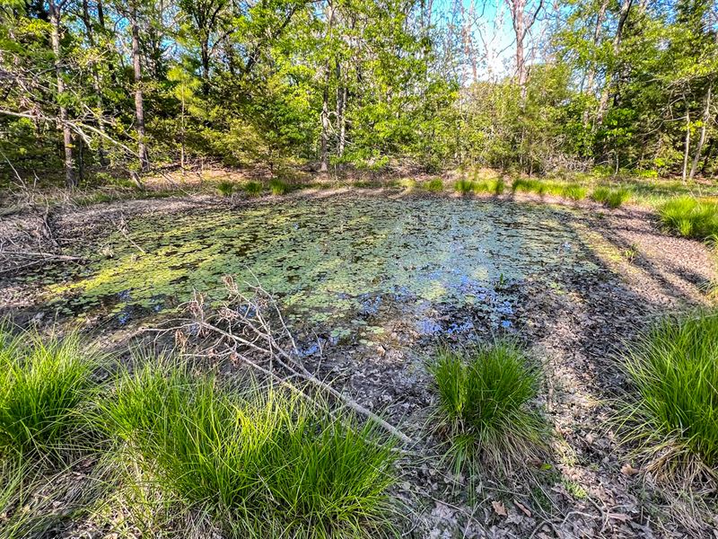 80 Acres in Falcon, Missouri : Falcon : Laclede County : Missouri