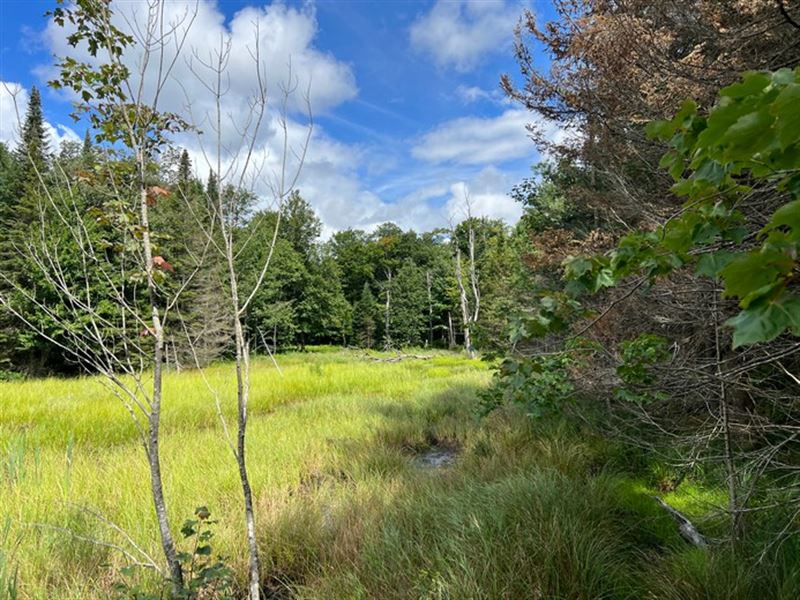 Borders Tug Hill Wildlife Area : Lowville : Lewis County : New York