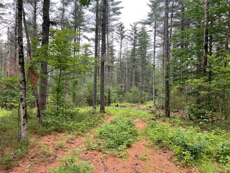 Off-Grid Cabin Site : New Bremen : Lewis County : New York