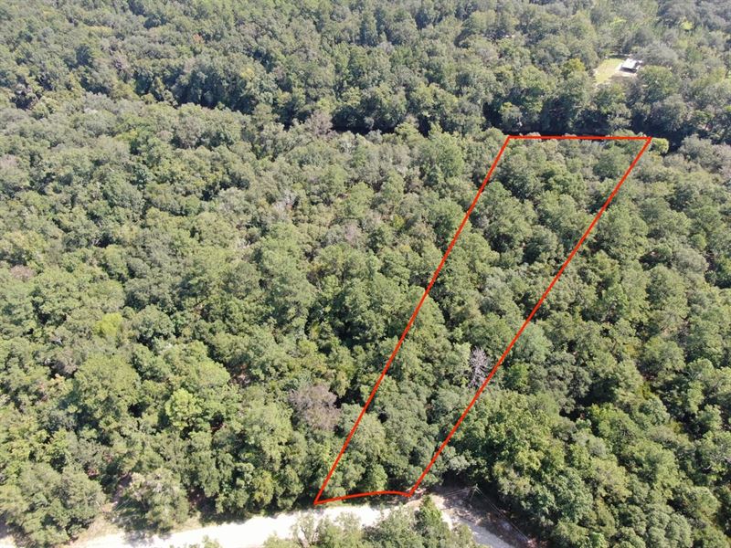 Amazing 1.32 Acre Lot On The Beauti : Lee : Madison County : Florida