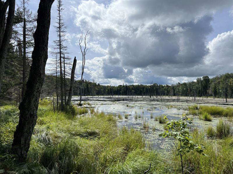 Tug Hill Woodlands and Beaver Pond : Lowville : Lewis County : New York