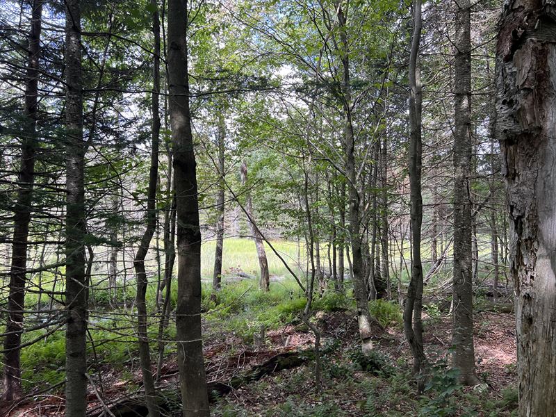 Hunters' Special : Lowville : Lewis County : New York