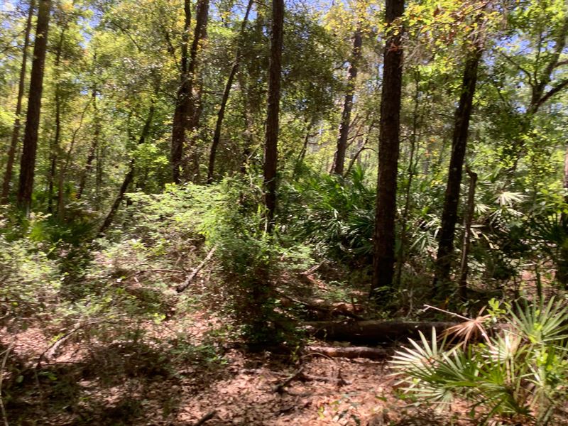 Two Family Home or Mobile Homes Lot : Interlachen : Putnam County : Florida