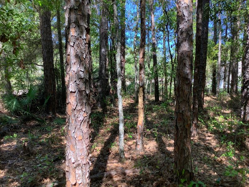 Two Family Home or Mobile Homes Lot : Interlachen : Putnam County : Florida