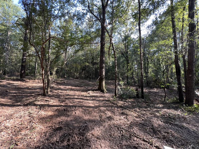 Beautiful 11 Acre Lot on Boston Rd : Dozier : Covington County : Alabama