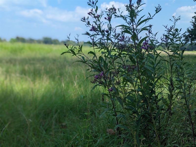 Pike Rd Homesite and Pasture : Pike Road : Montgomery County : Alabama