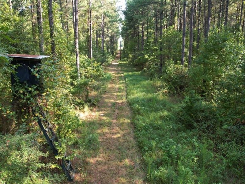 61 Acres Prime Timberland for Sale : Smithdale : Amite County : Mississippi