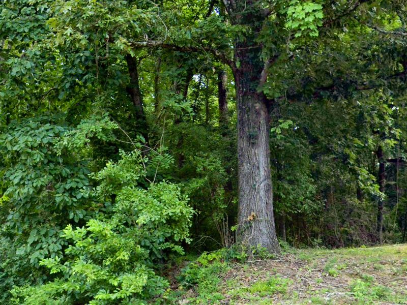 Lake Access, Utilities Available : Tuscaloosa : Tuscaloosa County : Alabama