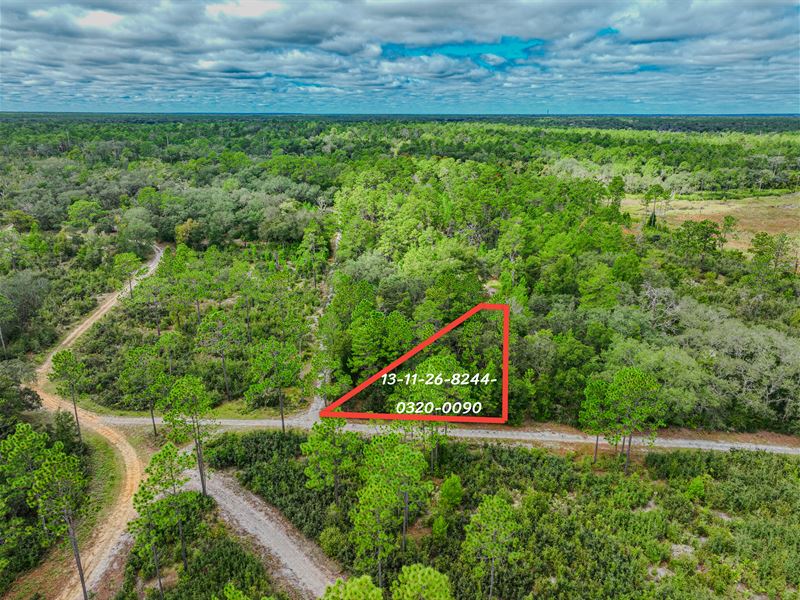 Close to Dunns Creek State Park : Satsuma : Putnam County : Florida