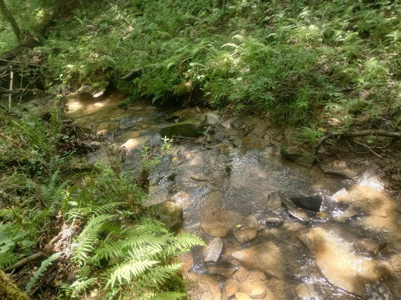 Creek, Level, Hardwoods : Crossville : Bledsoe County : Tennessee