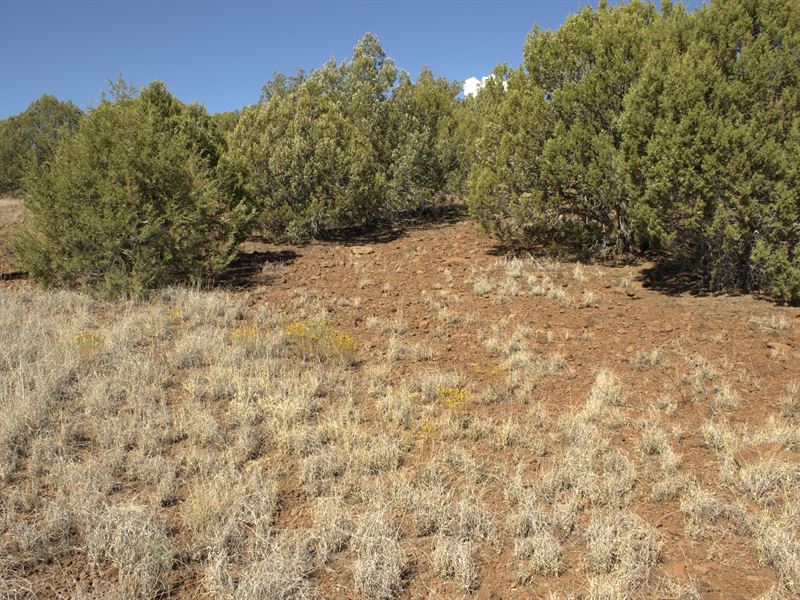 Gateway to Grand Adventures : Williams : Coconino County : Arizona