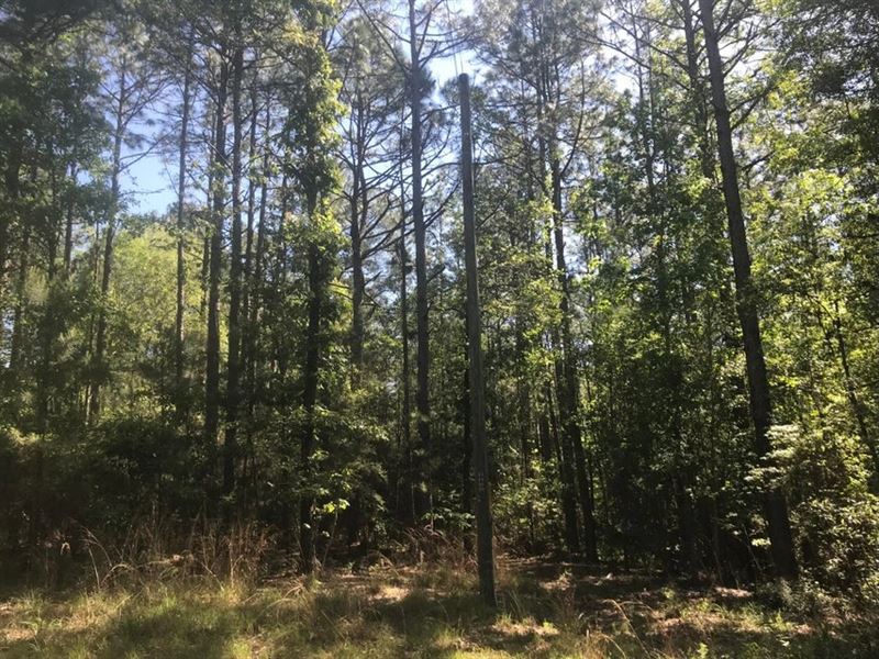 3 Acre Wooded Acreage Dixie Communi : Hattiesburg : Forrest County : Mississippi