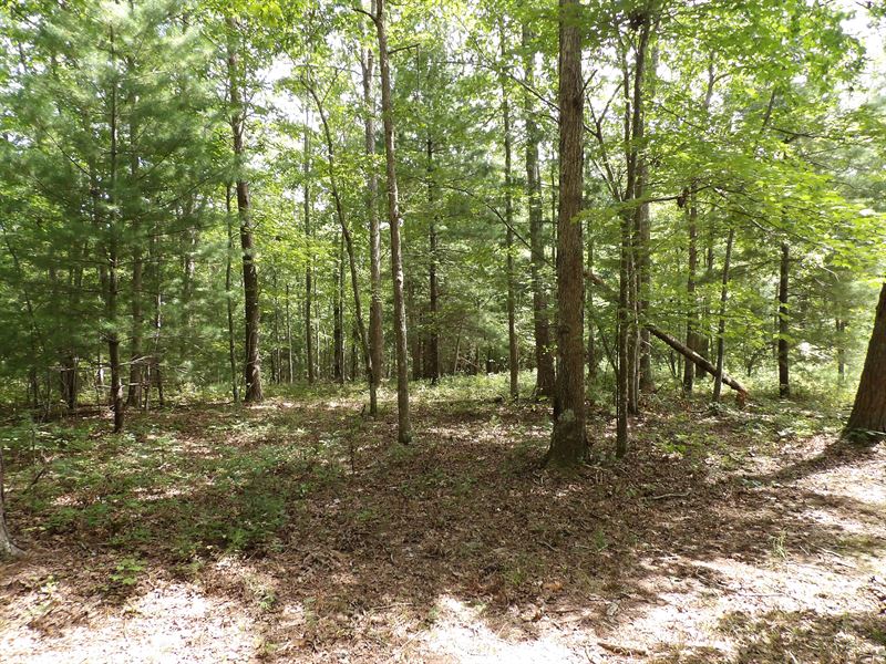 Creek, Level, Wooded, Private : Pikeville : Bedford County : Tennessee