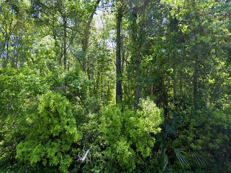 10.31 Acres, Riverfront : O'brien : Suwannee County : Florida