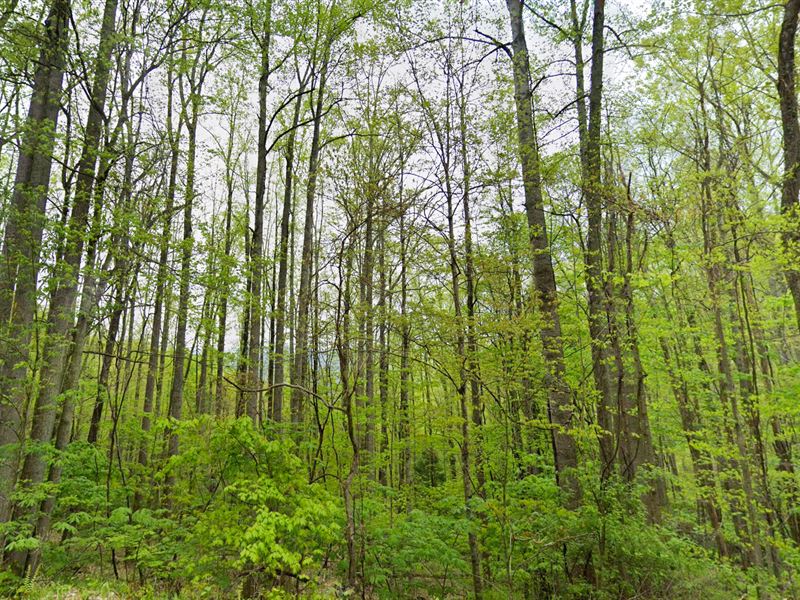 Unrestricted Mountain Lot : Green Mountain : Yancey County : North Carolina