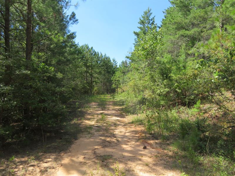 Christmas Branch Tract : Richland : Webster County : Georgia