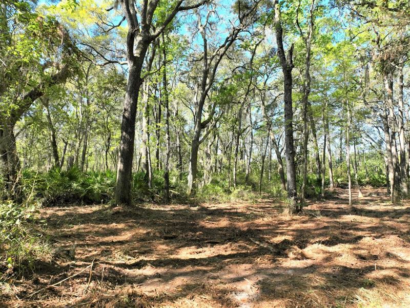 1+ Acre Land for Sale in Camden Cou : Waverly : Camden County : Georgia