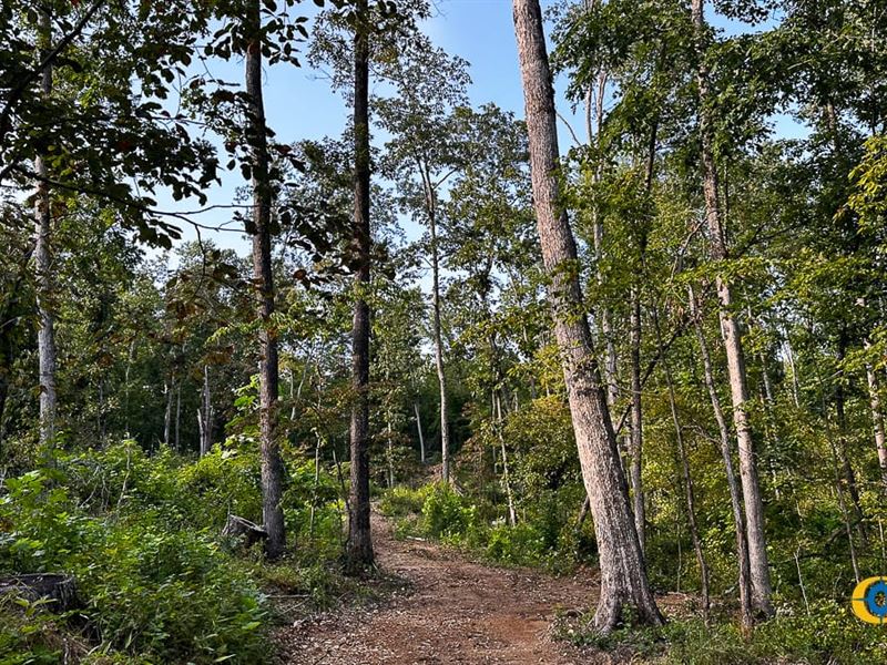 Ribbon Branch Tract : Dover : Stewart County : Tennessee