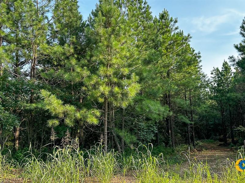 Cottrell Ridge Tract : Dover : Stewart County : Tennessee