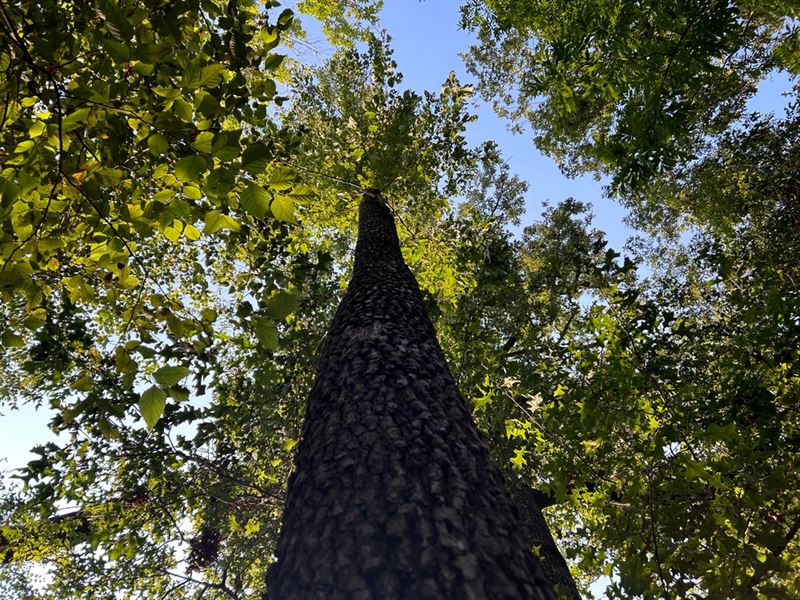 160 Acres in Sharkey County, MS : Rolling Fork : Sharkey County : Mississippi