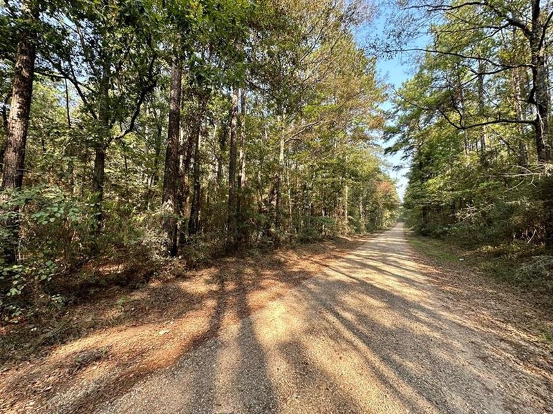 34.12 Acres Timberland, Hunting Lan : Greensburg : Saint Helena Parish : Louisiana