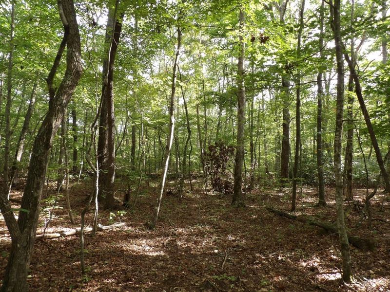 Hardwood Trees, Creek, Private : Crossville : Bledsoe County : Tennessee
