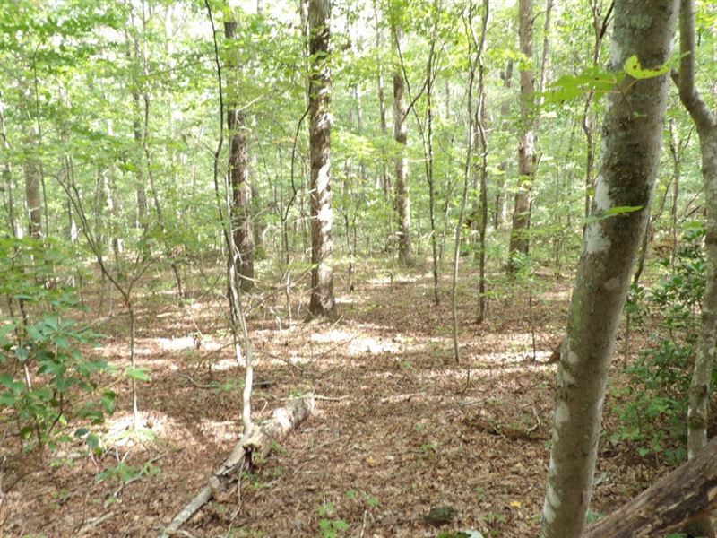 Seasonal Creek, Level to Slope : Crossville : Bledsoe County : Tennessee
