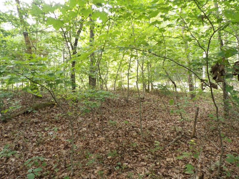 Rock Formations, Creek, Hardwoods : Crossville : Bledsoe County : Tennessee
