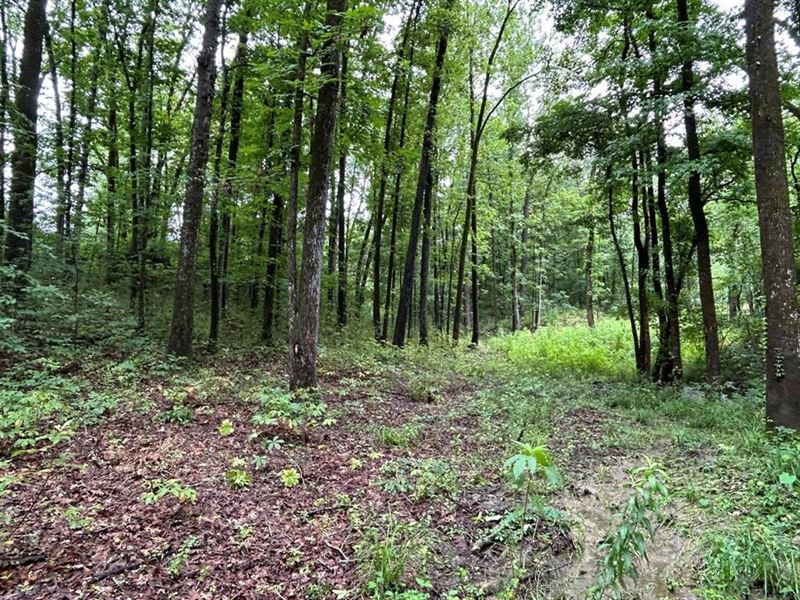 Starkville MS Residential Lot : Starkville : Oktibbeha County : Mississippi