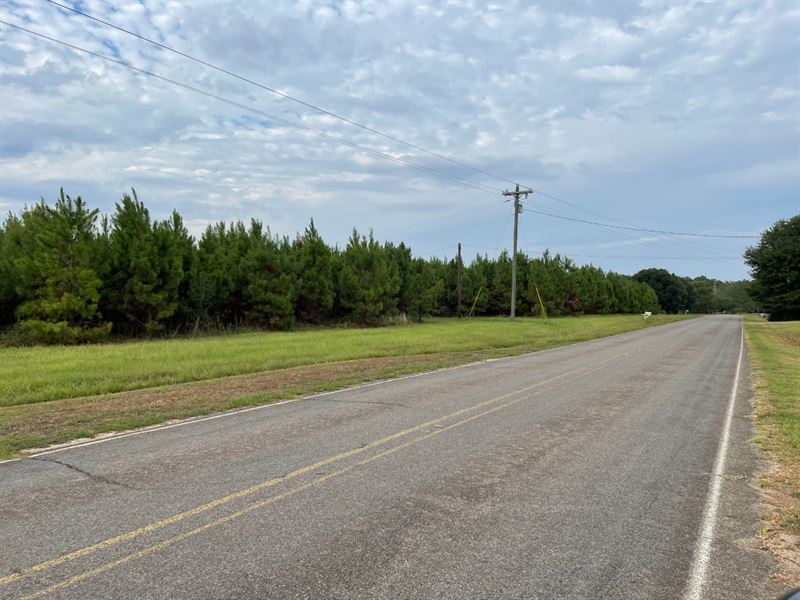 Planted Pines and Campsite : Tylertown : Walthall County : Mississippi