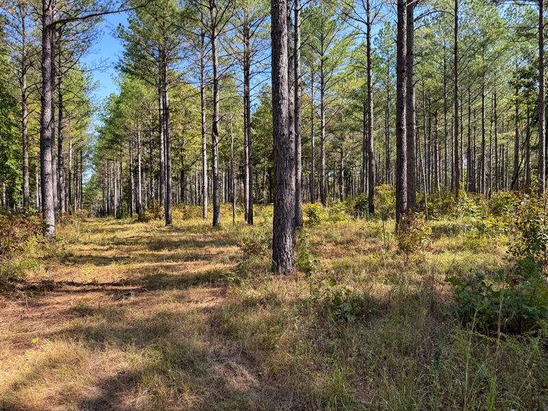 Chickasaw County, 176 Acres, Hwy : Mantee : Chickasaw County : Mississippi