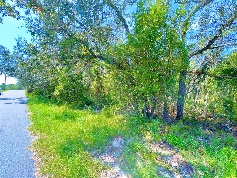 With Power & Paved Road Access : Brooksville : Hernando County : Florida