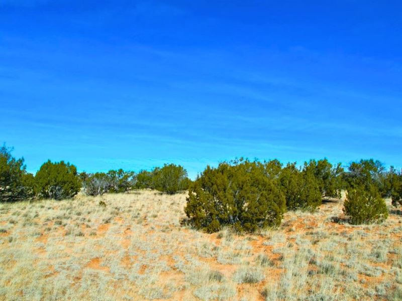 Sanders' Sun-Kissed Acres at $97/Mo : Sanders : Apache County : Arizona