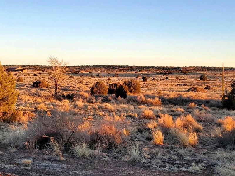 Azure Skies Cacti Bliss, $95 Down : Sanders : Apache County : Arizona
