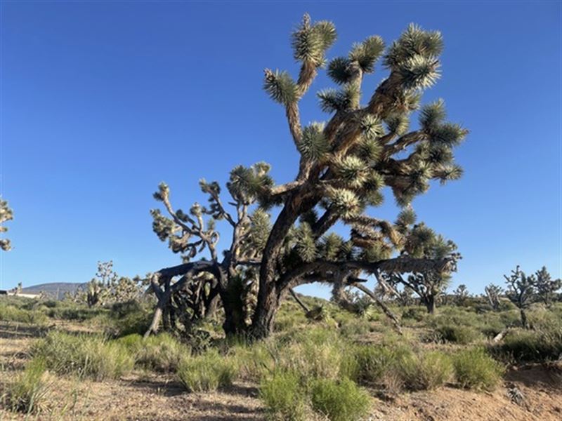 Mobile Home or Manufactured Home : Meadview : Mohave County : Arizona