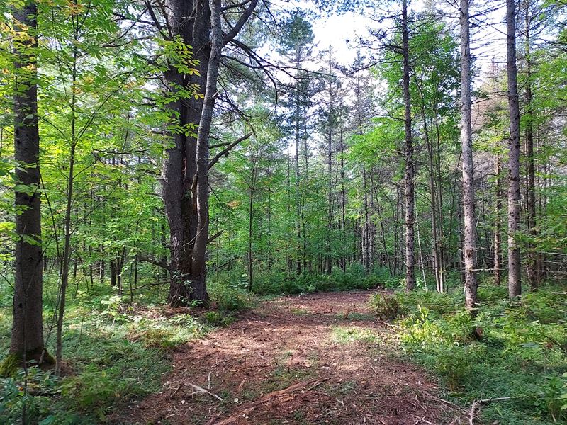 6 Square Acres for Privacy : Phelps : Vilas County : Wisconsin