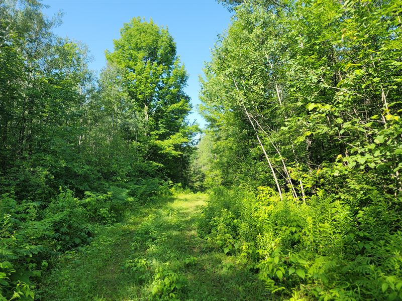 7 Acres Next to State Land : Florence : Florence County : Wisconsin
